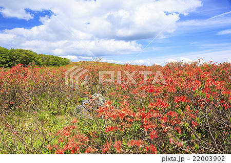 霧ヶ峰高原のレンゲツツジ　長野県諏訪市 22003902