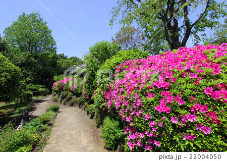 羽根木公園の躑躅 22004050