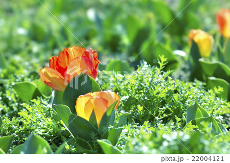 春がいっぱい 22004121