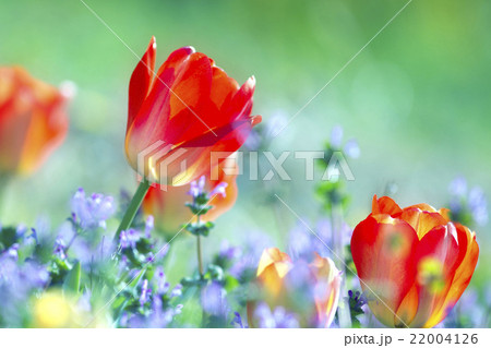 春がいっぱい 22004126