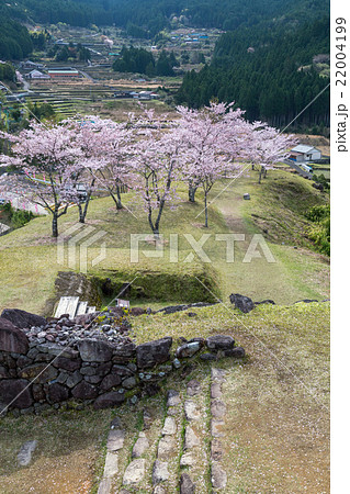 春の赤木城跡 春の赤木城跡 22004199