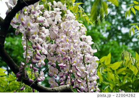 万葉植物園の藤３（口紅藤） 22004262