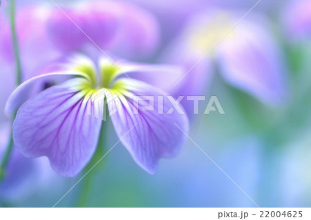 春のささやき 22004625