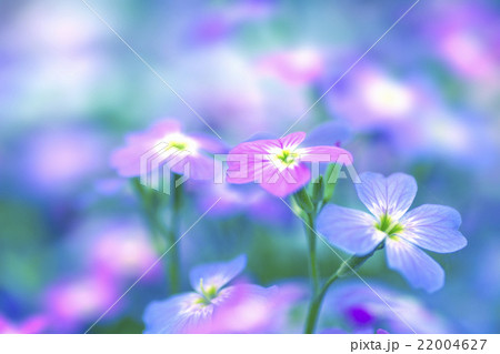 春のささやき 22004627