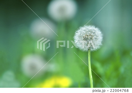 たんぽぽの綿毛 22004768