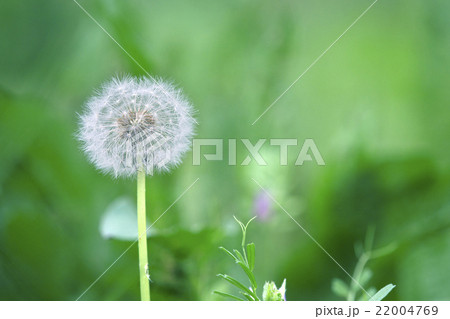 たんぽぽの綿毛 22004769