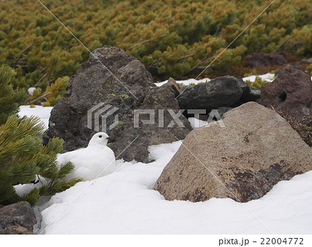 冬羽のライチョウ雌 22004772