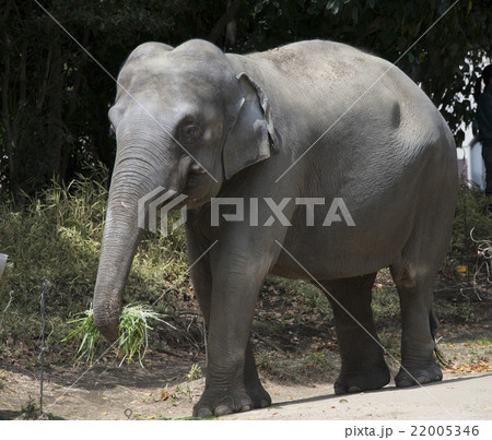 インド象 インドゾウ 像 ぞう ゾウ インド象 インドゾウ 像 ぞう ゾウ 22005346
