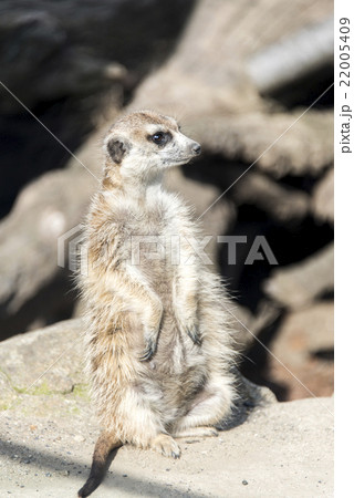 ミーアキャット　スリカータ 22005409