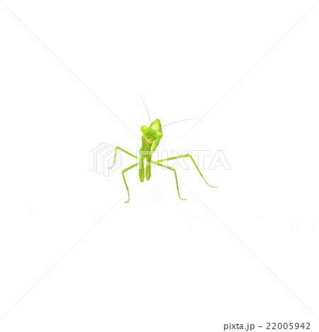 mantis isolated on white mantis isolated on white 22005942