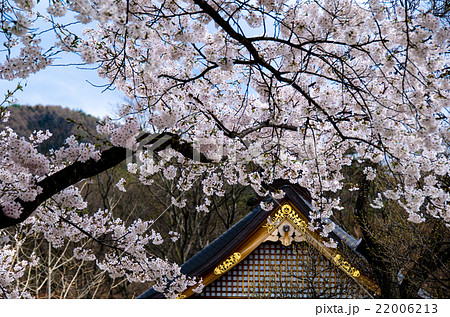普願寺の桜 普願寺の桜 22006213