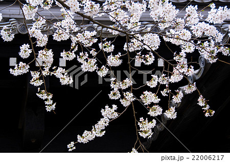 普願寺の桜 普願寺の桜 22006217