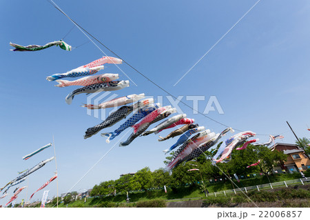 鯉のぼり 鯉のぼり 22006857