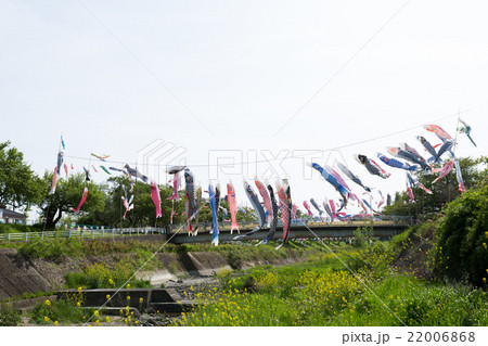 鯉のぼり 22006868