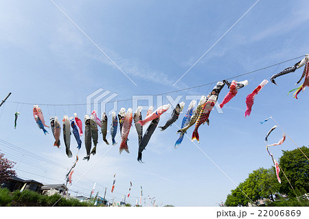 鯉のぼり 鯉のぼり 22006869