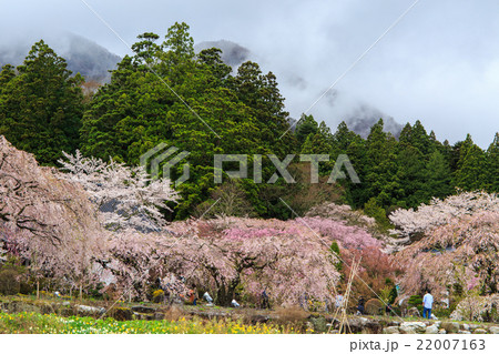 光前寺　桜 22007163