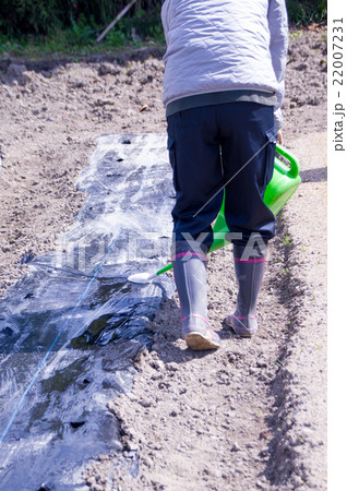 畑のマルチに水遣り 22007231