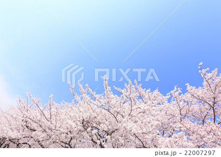 満開の桜と青空 22007297