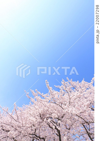満開の桜と青空 満開の桜と青空 22007298