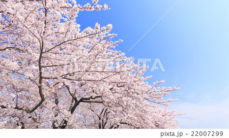 満開の桜と青空 22007299