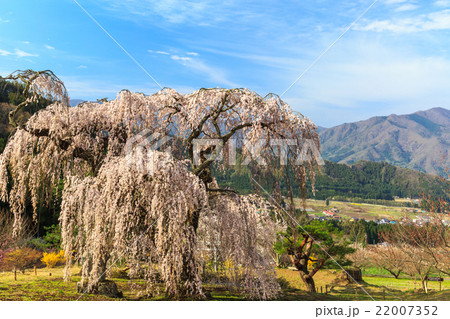 弁天さんのしだれ桜 弁天さんのしだれ桜 22007352