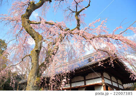京都 醍醐寺の桜 22007385