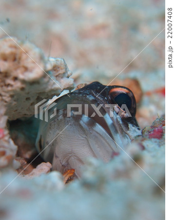 ゴールドスペックジョーフィッシュ ゴールドスペックジョーフィッシュ 22007408