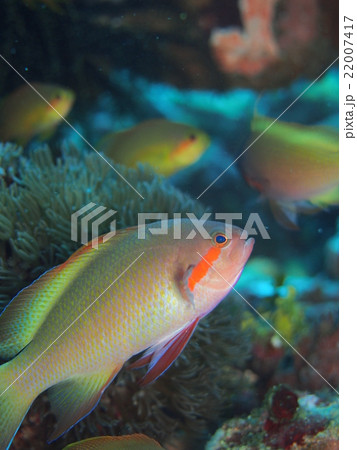 メラネシアンアンティス 22007417