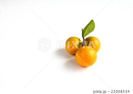 Kumquat on white background 22008534