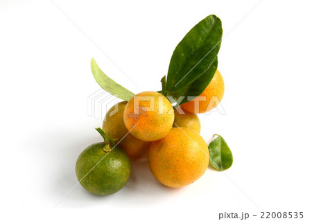 Kumquat on white background Kumquat on white background 22008535