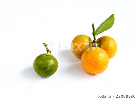 Kumquat on white background 22008536