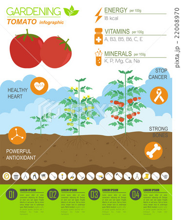 Tomato. Graphic template 22008970