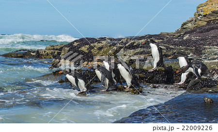 Rockhopper penguins Falkland Island 22009226