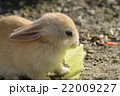 うさぎ島のうさぎたち 22009227