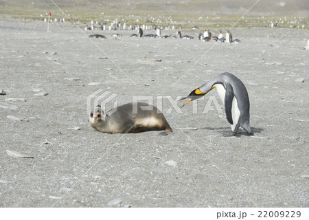 King Penguin-Fur Seal  22009229