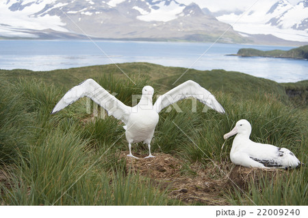 Pair of Wandering Albatrosses 22009240