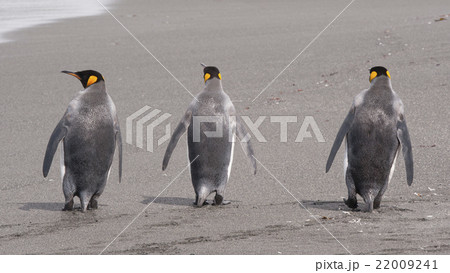 King penguin in South Georgia 22009241