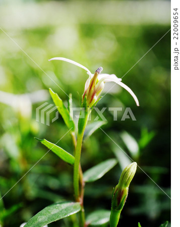 lobelia chinensis lour flower 22009654