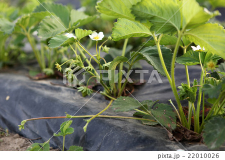Blooming strawberries 22010026