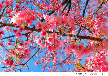 埼玉県川口市の元郷駅近くの寒桜 埼玉県川口市の元郷駅近くの寒桜 22010817