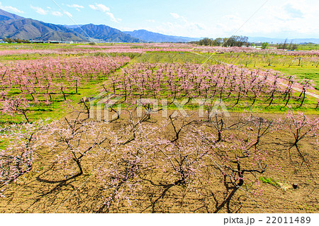 長野市内の桃の花畑2の写真素材 2114