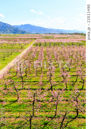 長野市内の桃の花畑3の写真素材