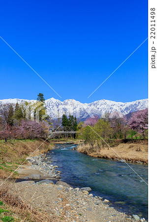 大出の吊橋と桜5 22011498
