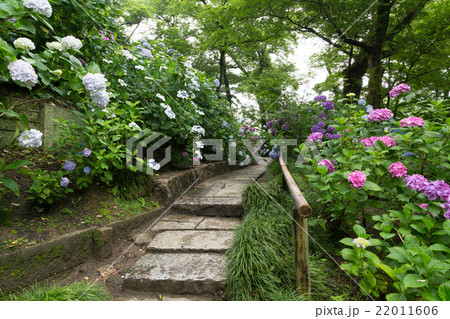 矢田寺(あじさい寺)のあじさい庭園 矢田寺(あじさい寺)のあじさい庭園 22011606