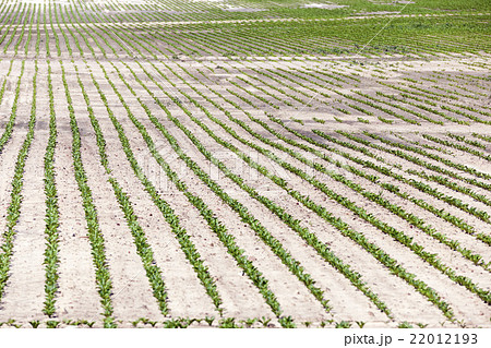 agricultural field with beetroot  22012193