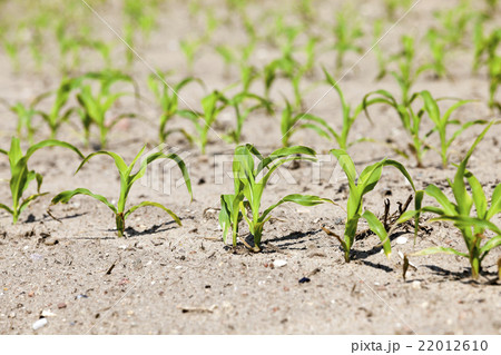 young sprout of corn   22012610