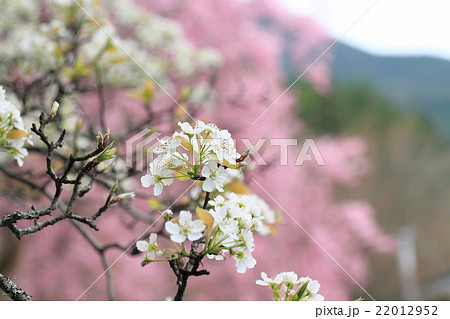 ヤマナシの花 ヤマナシの花 22012952