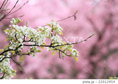 ヤマナシノ花 ヤマナシノ花 22012954