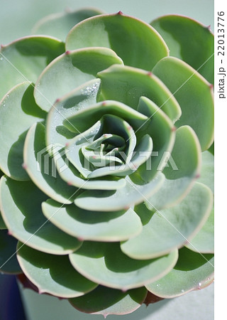 タカサキレンゲ タカサキレンゲ 22013776