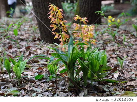 エビネの花 22013958